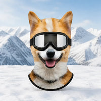 corgi